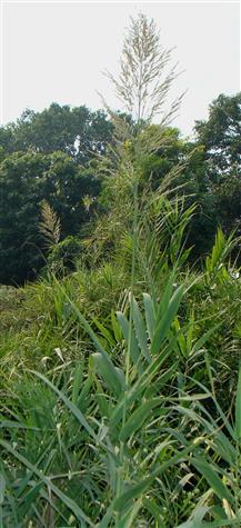 Arundo donax